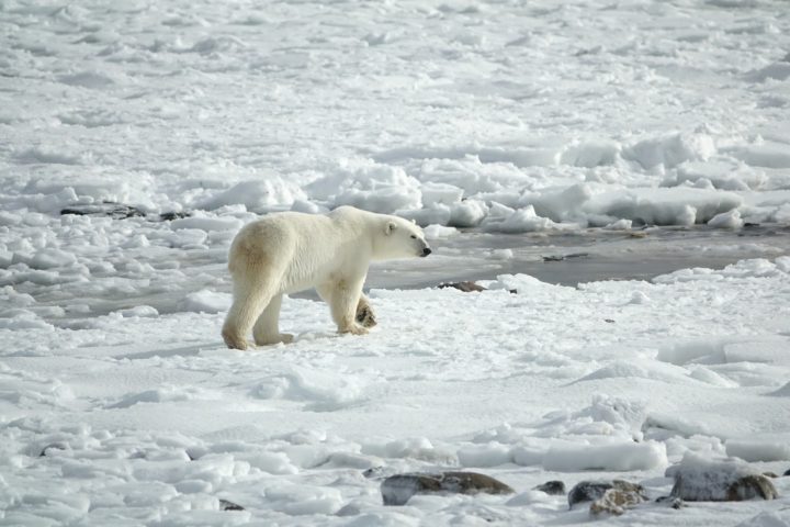 Polar Bear – illustrative photo.
